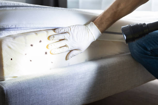 Best Pest Control Near Me  in East Tawas, MI