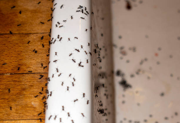 Best Termite Control Services  in East Tawas, MI